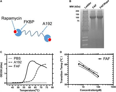 Intracellular Delivery of Rapamycin From FKBP Elastin-Like Polypeptides Is Consistent With Macropinocytosis